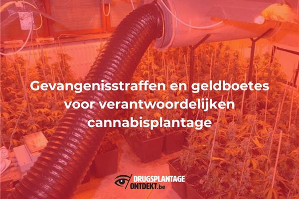 Geel - Gevangenisstraffen en geldboetes voor verantwoordelijken cannabisplantage